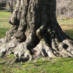 WilcoxParkTree_web