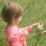 Meadow_web2