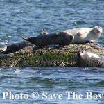 STBSeals2_web