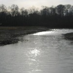 TouissetMarsh4_web